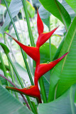CRW_00792.jpg Heliconia stricta - Red ginger claw - Humid Tropics Biome - © A Santillo 2004