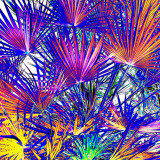 CRW_00800A.jpg Bismarckia nobilis - Bismark palm - Humid Tropics Biome - © A Santillo 2004