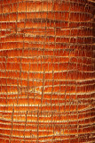 CRW_00842.jpg Tree bark - Crops and cultivation - Warm Temperate Biome - © A Santillo 2004