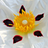 IMG_2621A.jpg Cistus - Warm Temperate Biome -  A Santillo 2010