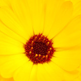 IMG_2840a.jpg Dhalia - Warm Temperate Biome - © A Santillo 2010