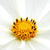 IMG_2842a.jpg Unknown Flower - Warm Temperate Biome - © A Santillo 2010