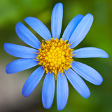 IMG_2855.jpg Unknown Flower - Warm Temperate Biome - © A Santillo 2010