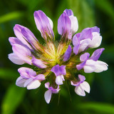 IMG_3892.jpg Unknown Flower - Warm Temperate Biome - © A Santillo 2012