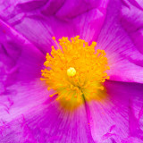 IMG_5780.jpg Cistus - Rock Rose - Cistaceae - Mediterranean Biome -  A Santillo 2014