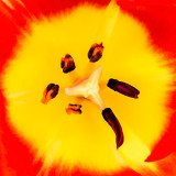 IMG_5810.jpg Tulip 'Big Chief' - Mediterranean Biome - © A Santillo 2014