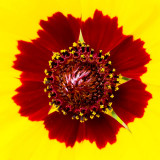 IMG_6548-Edit.jpg Unknown Flower - outdoor Biome - © A Santillo 2014