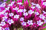 IMG_6552-Edit.jpg Verbena bonariensis - Purpletop Vervain  - Outdoor Biome - © A Santillo 2014