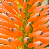 IMG_6610-Edit.jpg Candleabra Aloe - Aloe Orthorescens Aloaceae  - Mediterranean Biome - © A Santillo 2015