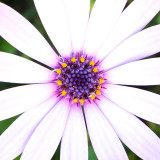 IMG_6618-Edit.jpg Osteospermum - Mediterranean Biome - © A Santillo 2015