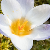 IMG_6903.jpg Crocus -Mediterranean Biome - © A Santillo 2016