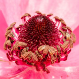 IMG_6924-Edit.jpg Persian Buttercups - Ranunculus asiaticus 'Aviv Series' Ranunculacea - Mediterranean Biome - © A Santillo 2016