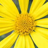IMG_7314-Edit.jpg Unknown flower - Mediterranean Biome - © A Santillo 2017