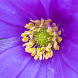 IMG_7321.jpg Anemone Blanda Windflower - Mediterranean Biome -  A Santillo 2017