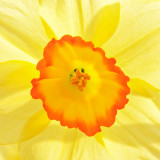 _MG_1699A-7in-x-7in-300dpi.jpg Daffodil - Warm Temperate Biome - © A Santillo 2007