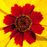 _MG_2360.jpg Unknown Flower - Warm Temperate Biome - © A Santillo 2008