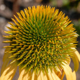 _MG_2365A.jpg Helenium - Outdoor Biome - © A Santillo 2008