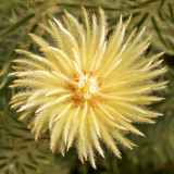 _MG_2405A-7in-x7in-300dpi.jpg Phylica Pubescens - Rhamnaceae - Warm Temperate Biome - © A Santillo 2009