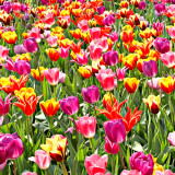 _MG_2428A.jpg Tulips - Warm Temperate Biome - © A Santillo 2009