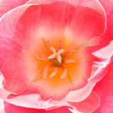 _MG_2432.jpg Tulip - Warm Temperate Biome - © A Santillo 2009