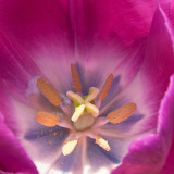 _MG_2434.jpg Tulip - Warm Temperate Biome - © A Santillo 2009