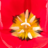_MG_2443.jpg Tulip - Warm Temperate Biome - © A Santillo 2009