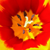 _MG_2452A.jpg Tulip - Warm Temperate Biome - © A Santillo 2009