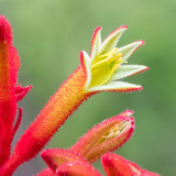 IMG_7424-Edit.jpg Kangeroo Paw Anigozanthos 'Big Red' - Haemodoraceae - Mediterranean Biome - © A Santillo 2017