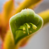 IMG_7426.jpg Kangeroo Paw Anigozanthos 'Bush Pioneer' - Haemodoraceae - Mediterranean Biome - © A Santillo 2017