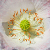 IMG_4043.jpg Poppy Papaver - The Garden House -  A Santillo 2012