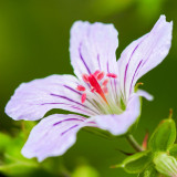 IMG_4048.jpg Geranium - The Garden House -  A Santillo 2012