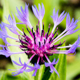 IMG_6642-Edit.jpg Cornflower Centaurea cyanus, aka Knapweed - The Garden House -  A Santillo 2015