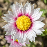 IMG_7442-Edit.jpg Rhodanthe manglesii - The Lost Gardens of Heligan -  A Santillo 2017