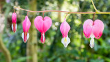 IMG_7448-Edit.jpg Lamprocapnos spectabilis (Dicentra) Bleeding Heart - The Lost Gardens of Heligan -  A Santillo 2017