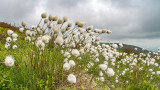 IMG_4335.jpg Cotton Grass - Eriophorum angustifolium - Craig Cerrig-gleisiad Brecon Beacons Wales -  A Santillo 2013