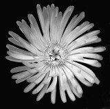 CRW_01688b&w2.jpg Mesembryanthemum - © A Santillo 2004