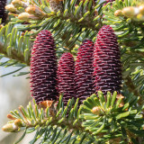IMG_7323.jpg Fir Cones - RHS Rosemoor - © A Santillo 2017
