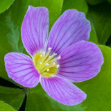 IMG_7325-Edit.jpg Oxalis Oregana Oxalidaceae - Wood Sorrel - RHS Rosemoor -  A Santillo 2017