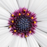 IMG_7327-Edit.jpg Osteospermum White Pim - RHS Rosemoor -  A Santillo 2017