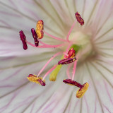 IMG_7465.jpg Geranium - The Garden House -  A Santillo 2017