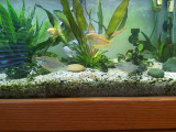 Fishtank Agae Problem