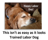 Labor-Day-Dog-60.jpg