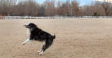 frisbee_dog