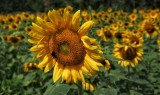 IMG_0762.JPG