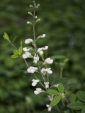 IMG_1523.JPG
