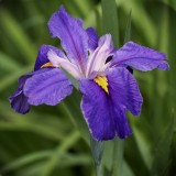 IMG_1512.JPG