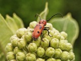 Flora and Fauna