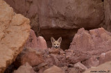 Wildlife