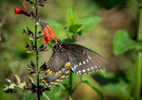 Morning walk-00339.jpg