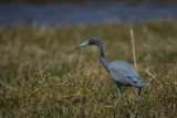 Little Blue Heron 1773.jpg
